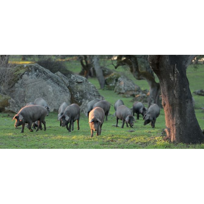 Iberico pigs grazing freely in a green pasture, surrounded by trees, in their natural habitat.